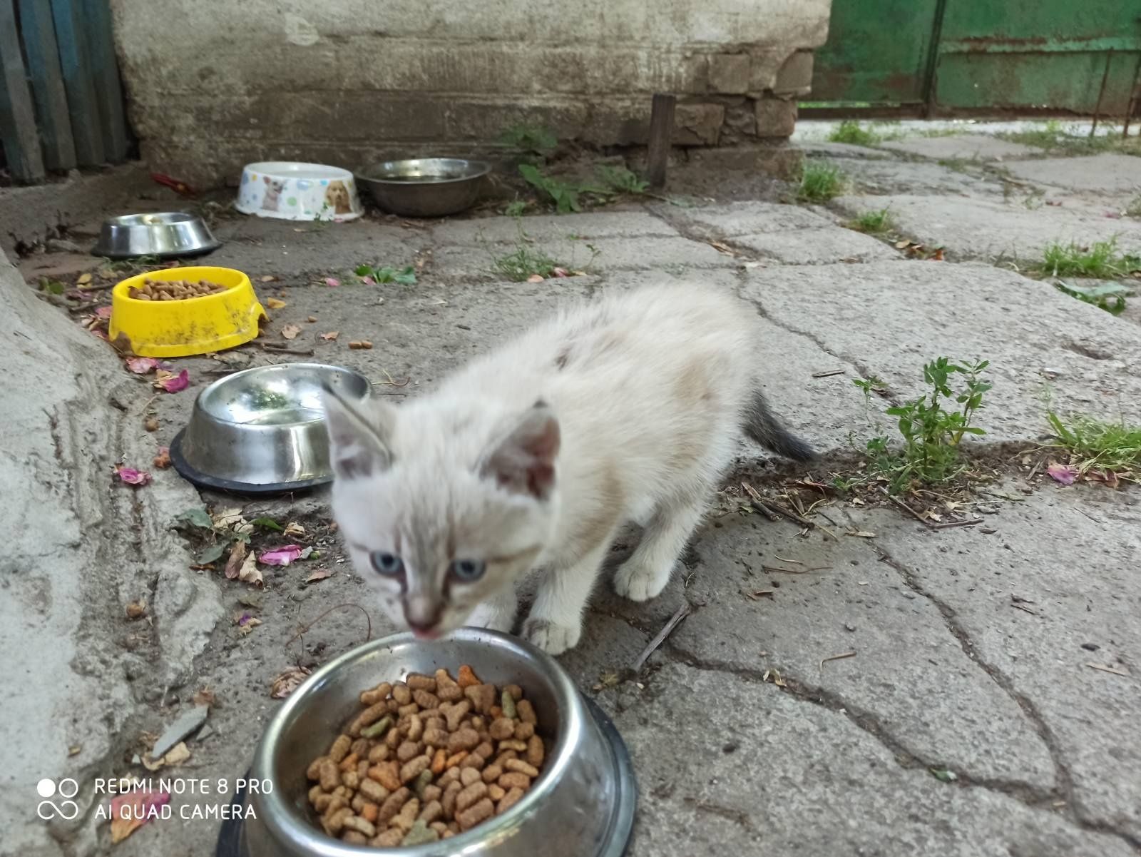Котята бесплатно