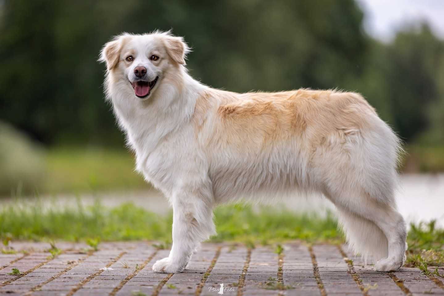 Border Collie ZKwP FCI