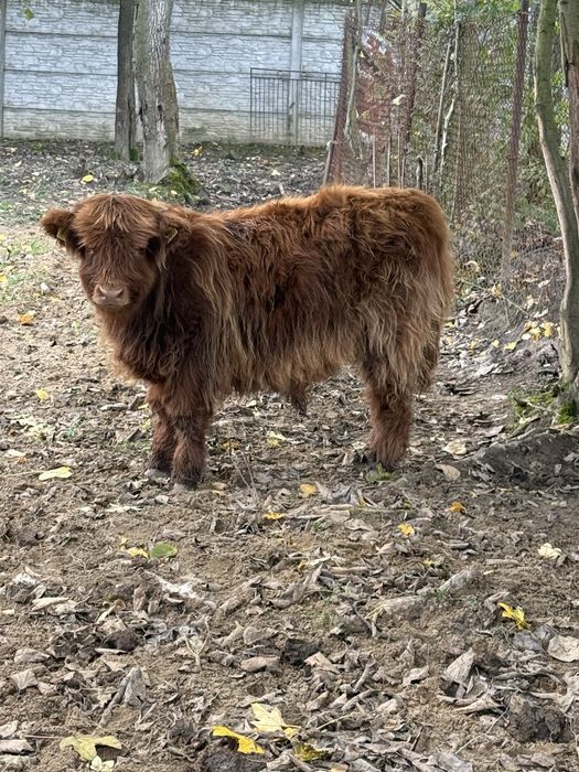 Bydło szkockie Highland Cattle byczek.