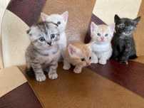 Шотландские котята