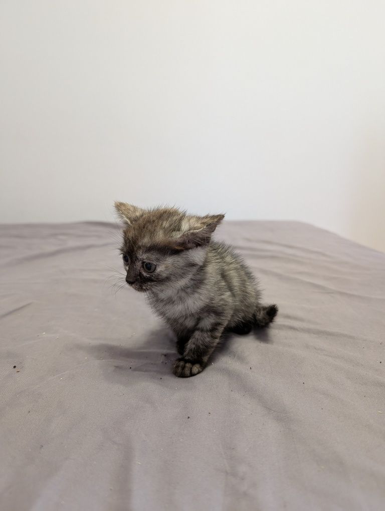 Котики у добрі руки