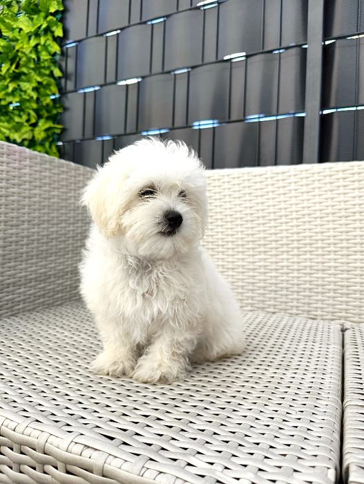 Maltipoo piękna unikatowa śnieżnobiała suczka. Gotowa do odbioru.