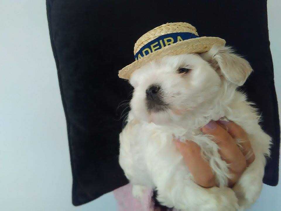 Cachorro Bichon Maltês