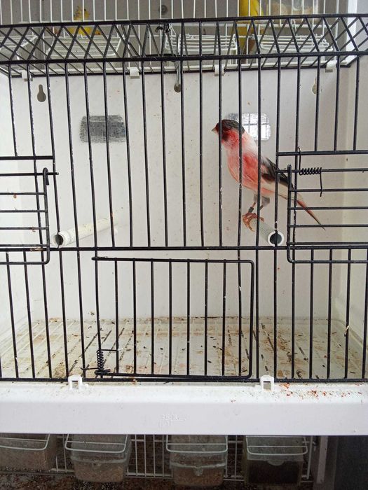 Vendo Arlequim Português