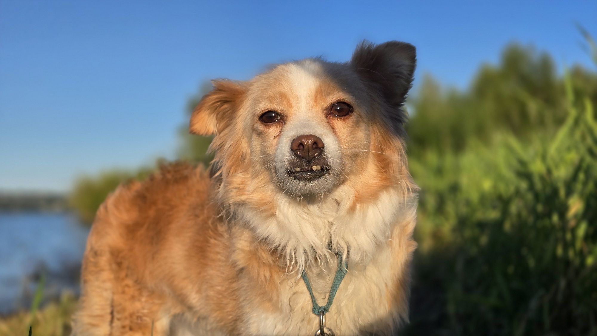 2 letnia maleńka suczka w typie chihuahua