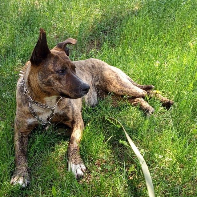 Віддам собаку метис стаффа