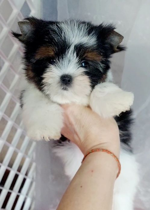 Мини и стандарт детки  бивер йорк  до 2 кг