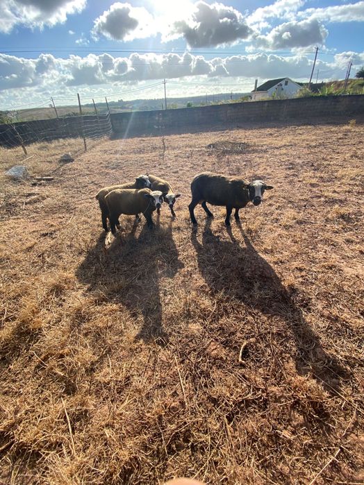 Borregas e Carneiro P3 puros