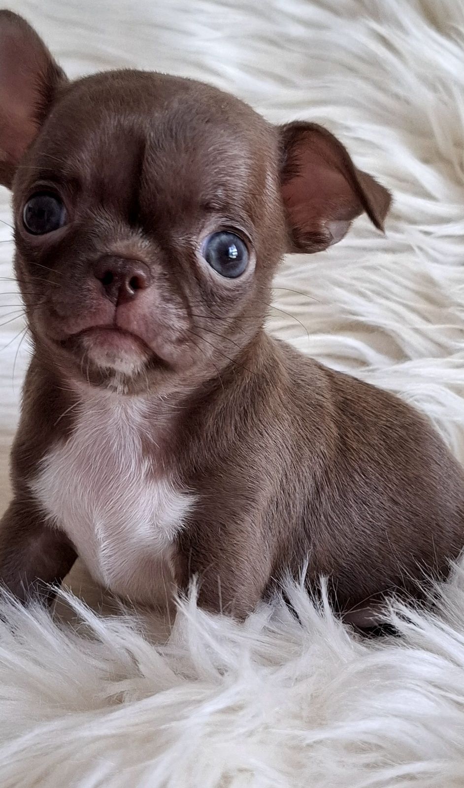 Chihuahua krótkowłosy piesek liliowy rod. Zhpr  4-pokolenoa