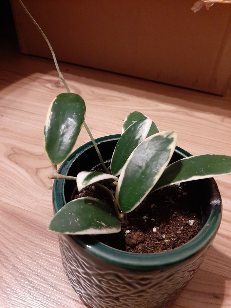 Hoya verticillata albomarginata wyjątkowa.