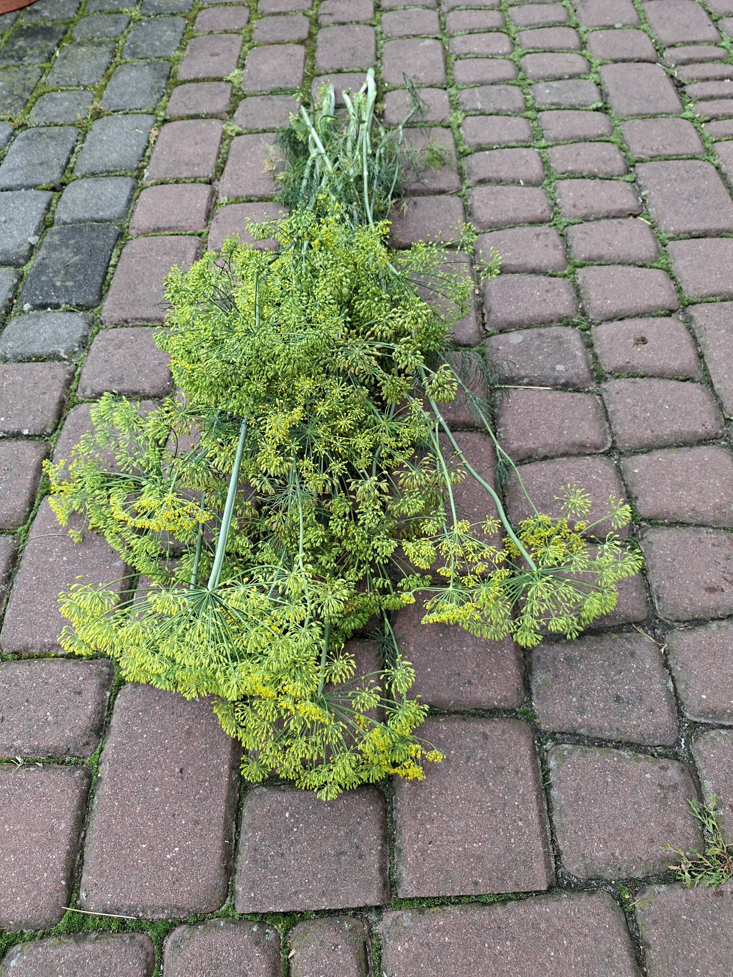 Koper do ogórków