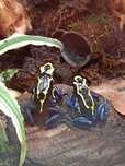 Dendrobates Tinctorius Nominat młode żabki drzewołazy tropikalne