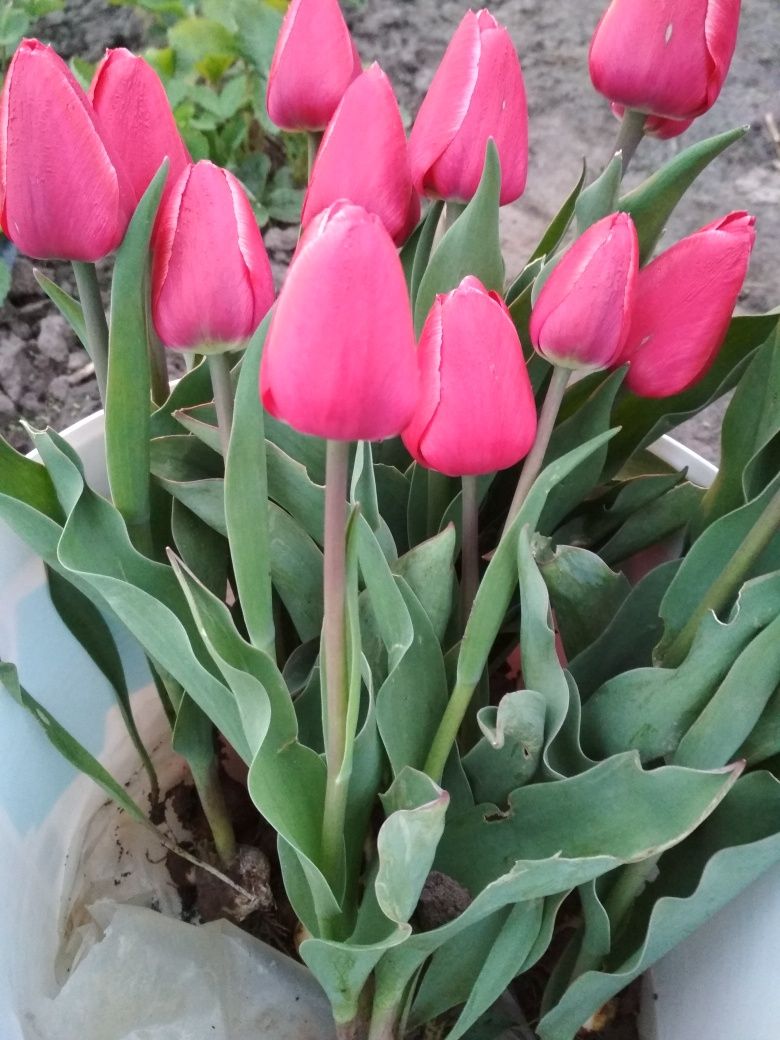 Тюльпан  цибулина 12+ квіти Вигонк