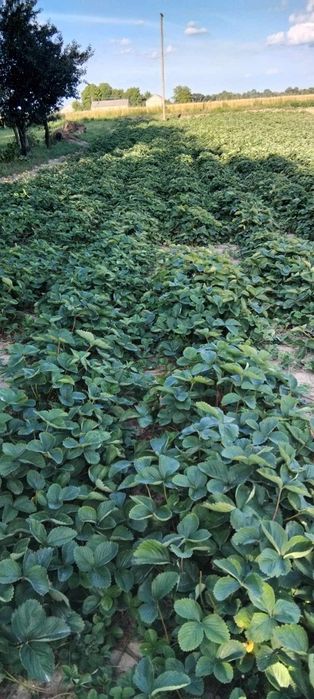 Truskawki, flance, sadzonki,Honeoye