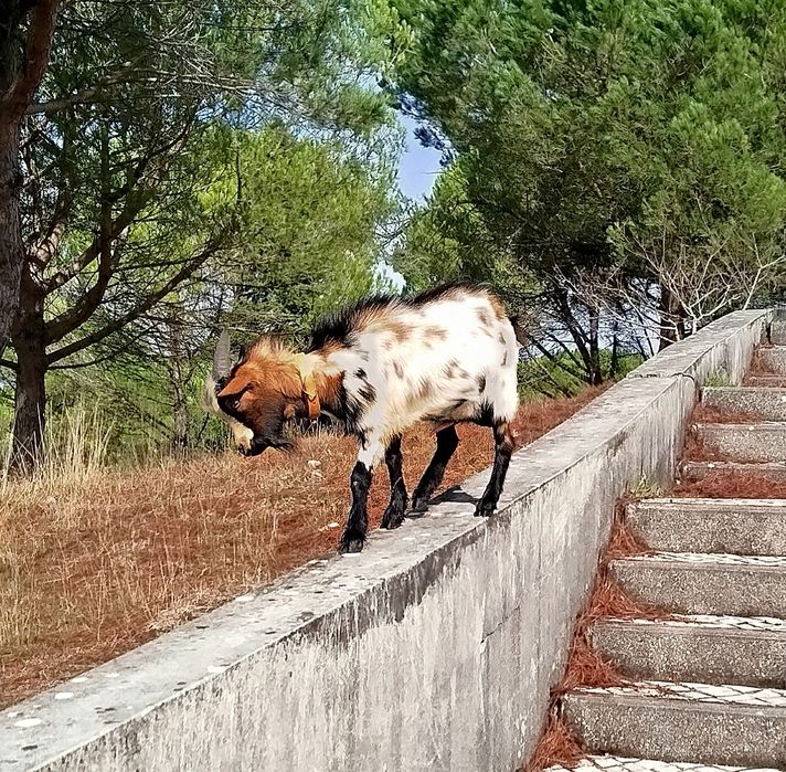 Chibo anão com 10 meses