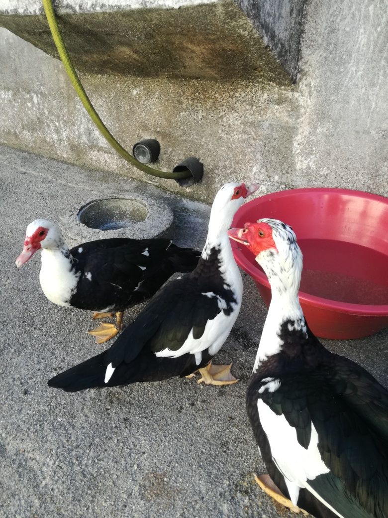 Patos mudos bebês,OVOS,ninhadas..