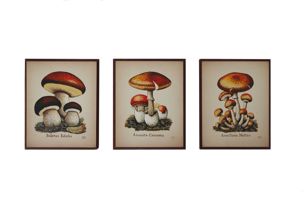Komplet 3 obrazków z grzybami  16x19cm