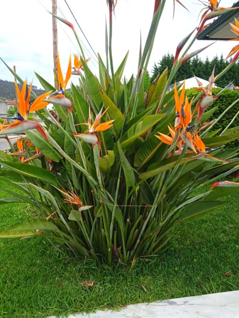 Vendo estrelicias 50centimos cada flor, ou com raiz