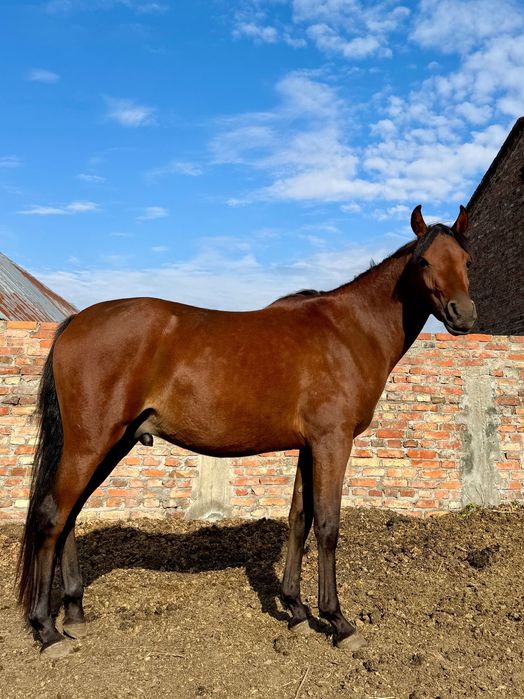 Ogier Arabski na sprzedaż lub zamianę