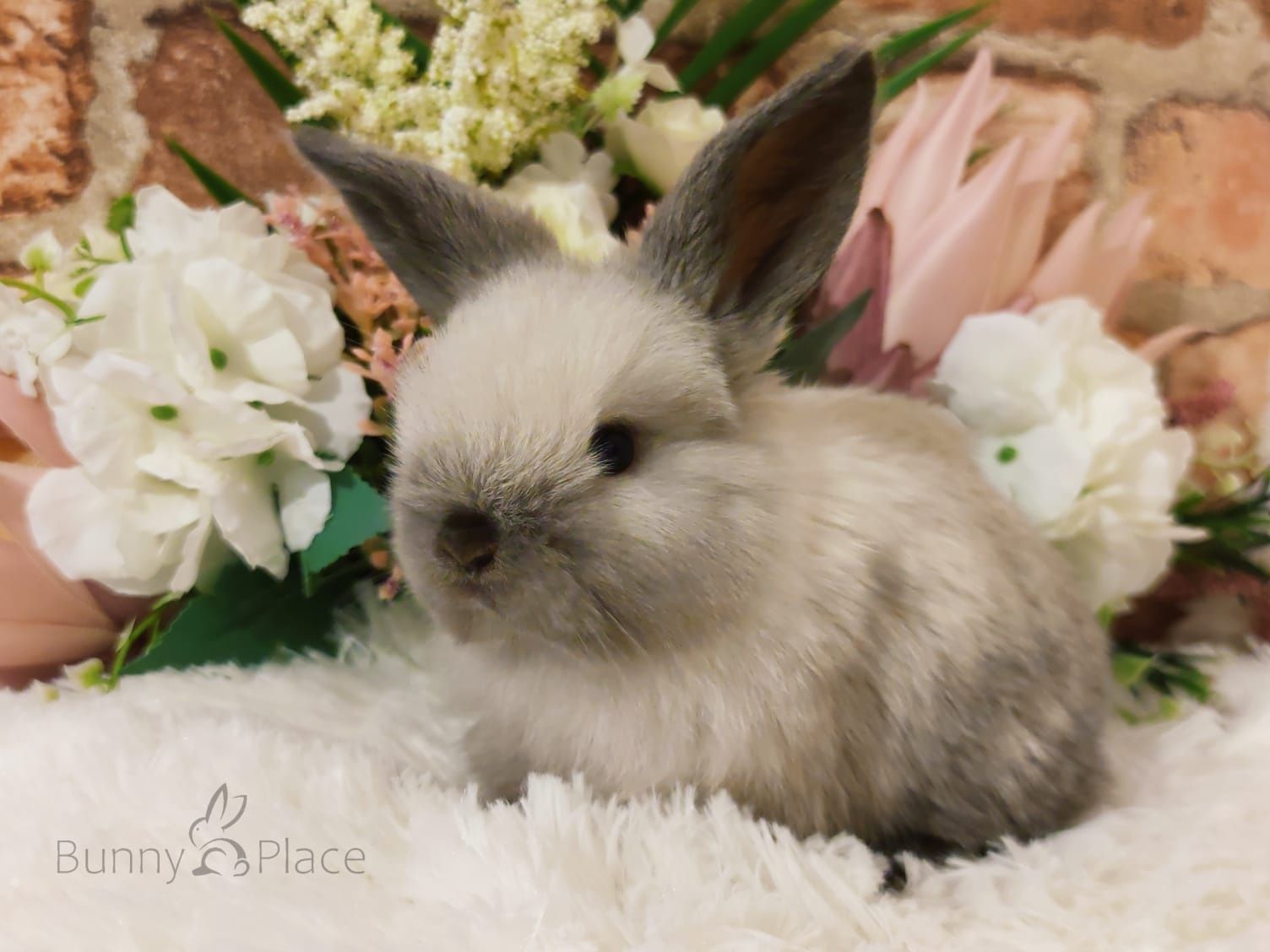 Piękne Mini Lopki - hodowla króliczków Mini Lop-BunnyPlace zaprasza