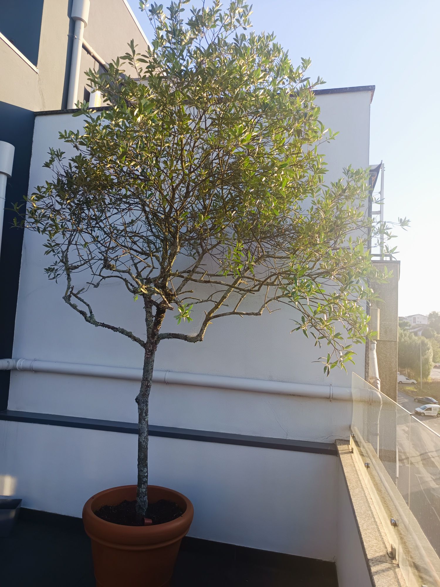 Oliveiras em Vaso