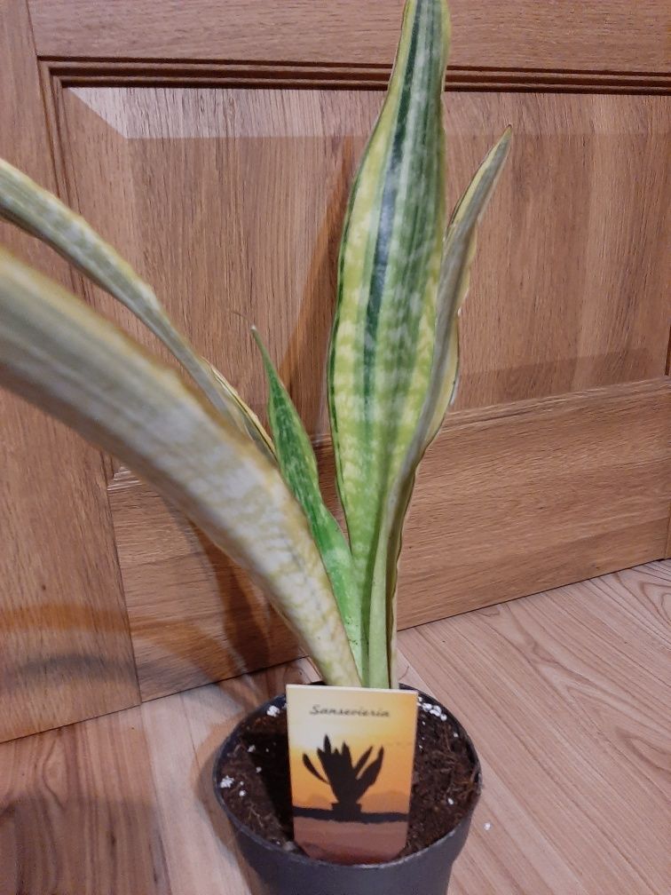 Sansevieria yellow variegata.