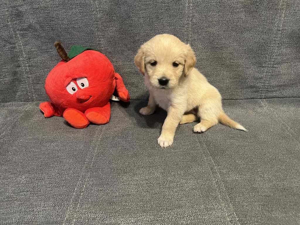 Już do odbioru. Edith suczka Golden Retriever.