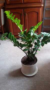 Zamiokulkas XL, roślina doniczkowa 110 cm