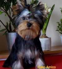 Yorkshire Terrier /FCI/odchowany piesek.
