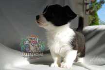 Welsh Corgi Cardigan suczka dziewczyn SunniWink