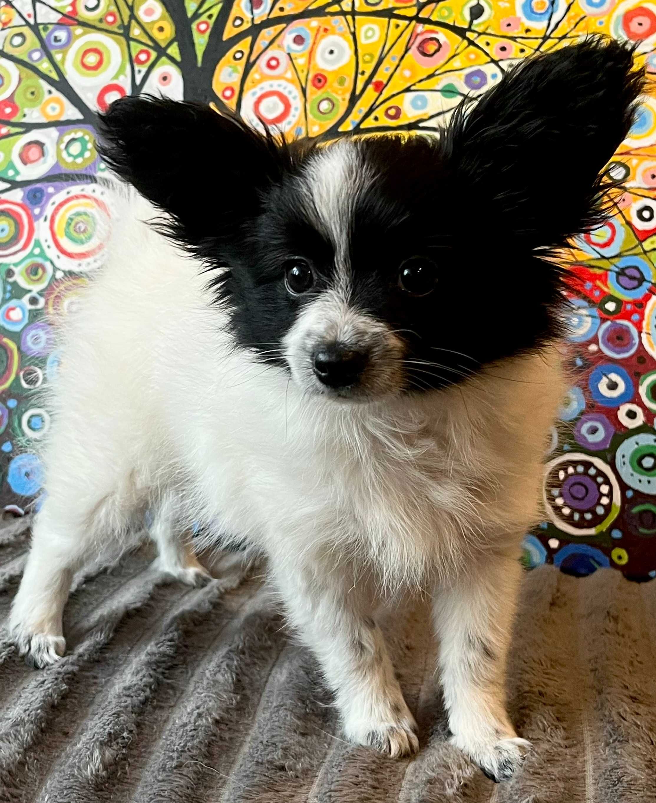 Papillon- cudna sunia