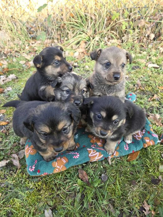 Oddam za darmo szczeniaki
