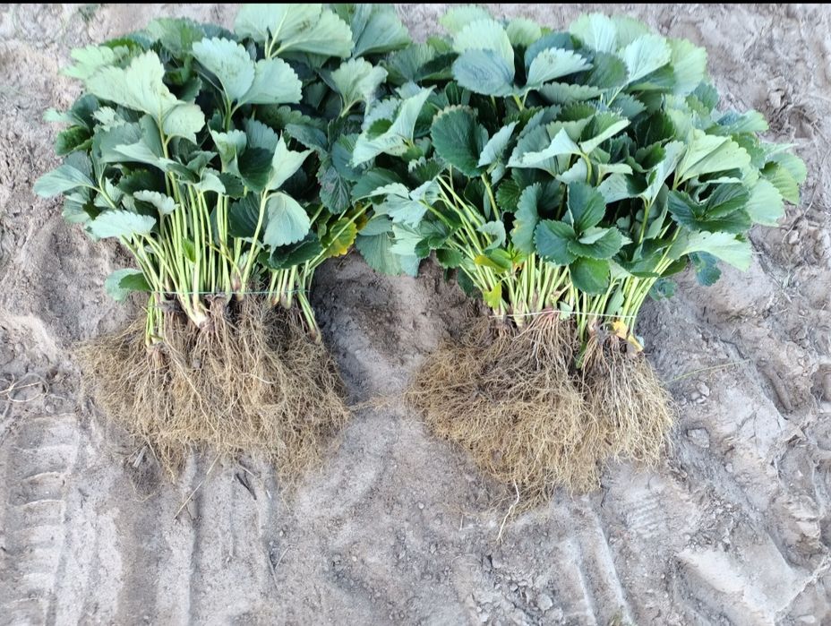 Sprzedam sadzonki truskawek