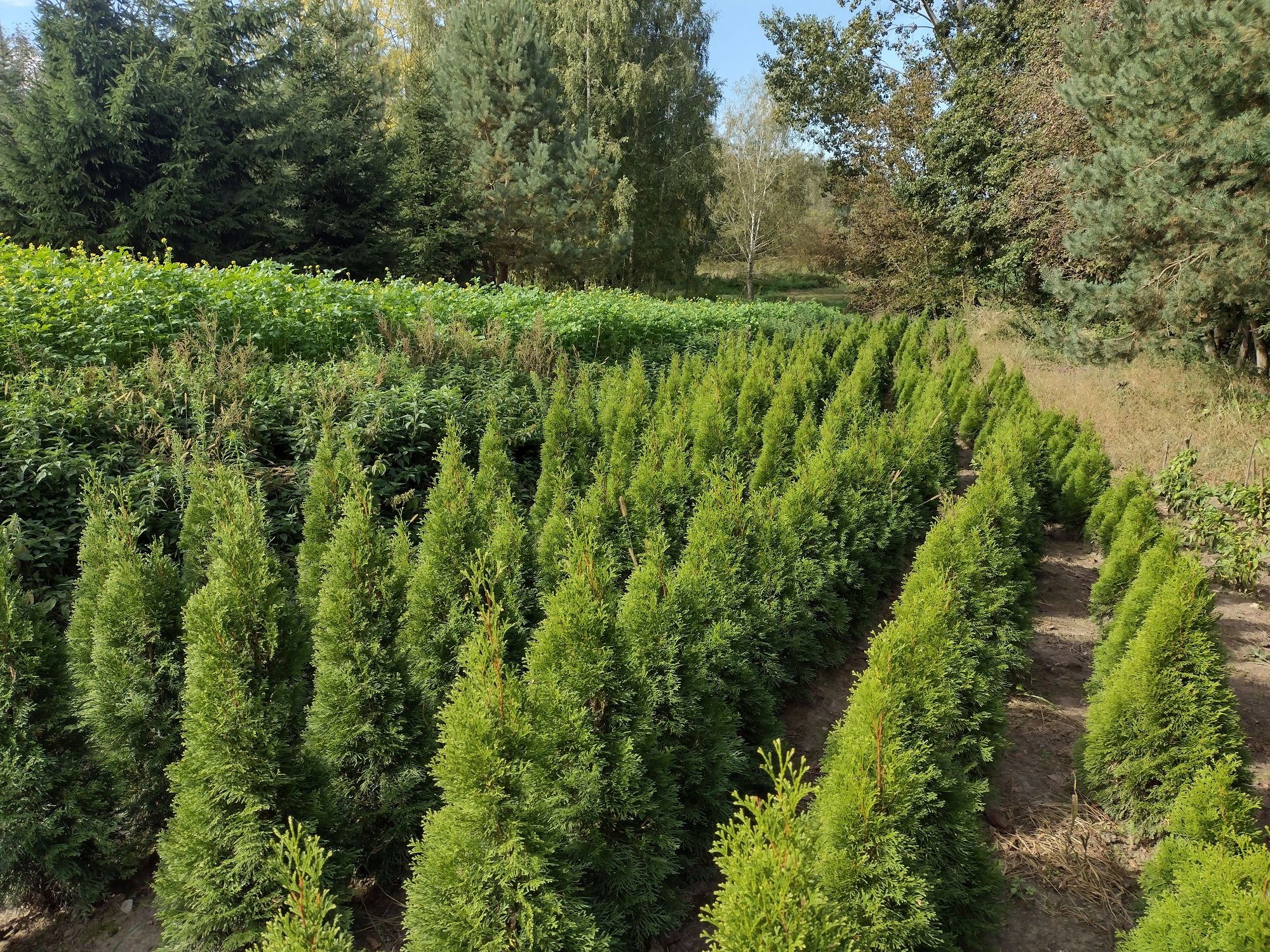 Tuja szmaragd Thuja smaragd tuje żywopłot