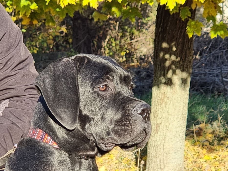 Кремезний хлопчина! Кане корсо КСУ - FCI