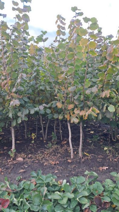 Продам саджанці фундука на ведмежому горісі.