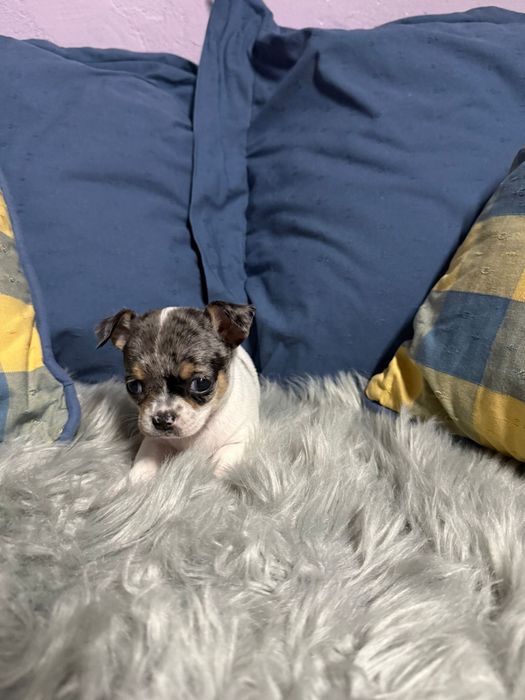 Menino Chihuahua merle tri color