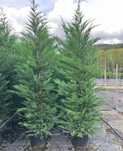 Ciprestes leylandii para sebes/vedação  "cedros / Cupressus