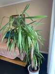 Sprzedam dużą Jukke okolo 150-160cm wysokosci