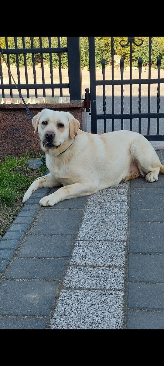 Labrador Retriever - Gotowe do odbioru