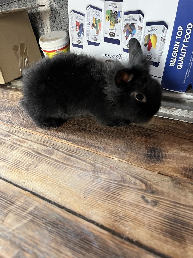 Kroliczki Teddy