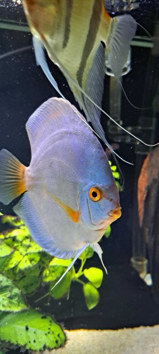 paletka, dyskowiec, rybki akwariowe