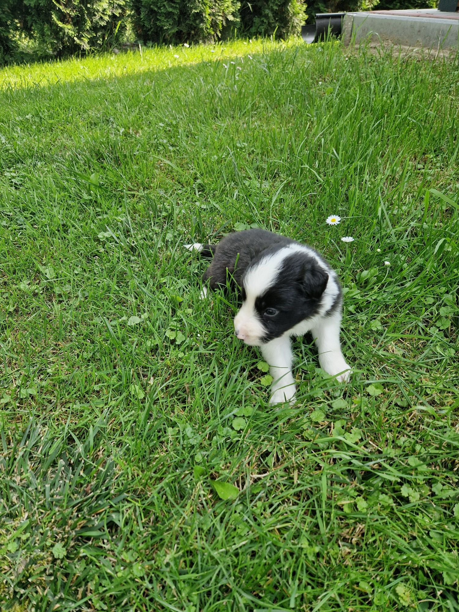 Szczeniak Border Collie