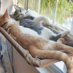Cama suspensa para gato apanhar sol