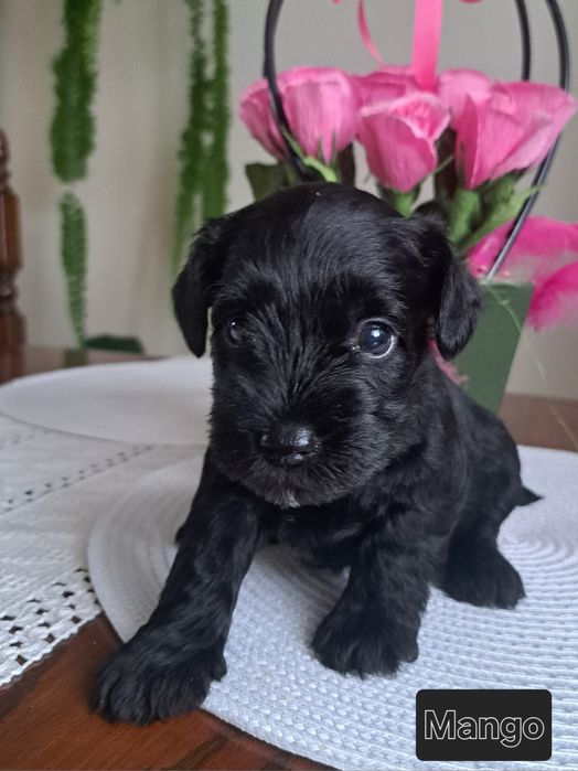 Sznaucer Miniaturowy Czarny FCI