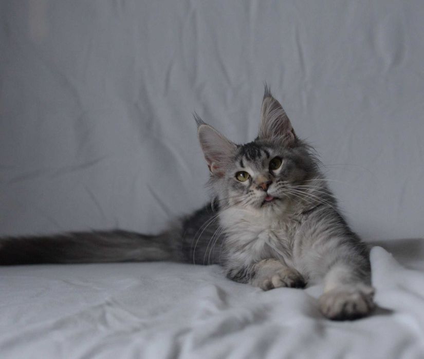 Gotowa na zmianę domu, dziewczynka czarna ze srebrem MCO