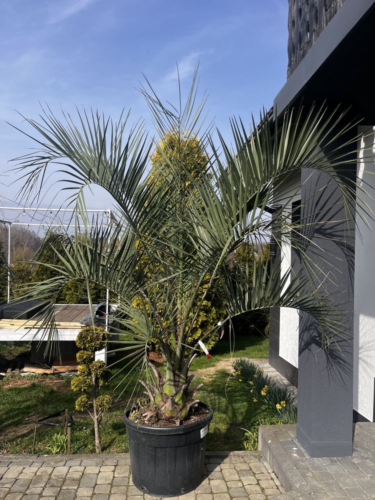 Palma dżemowa ogrodowa butia capitata 16lat