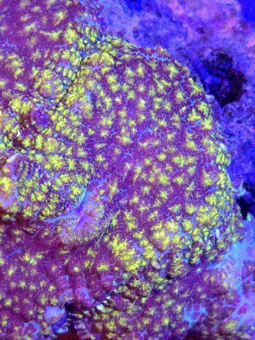 Rhodactis Yelow Point Żółto zielono fioletowy FLUOLAMPS.PL WYSYŁKI