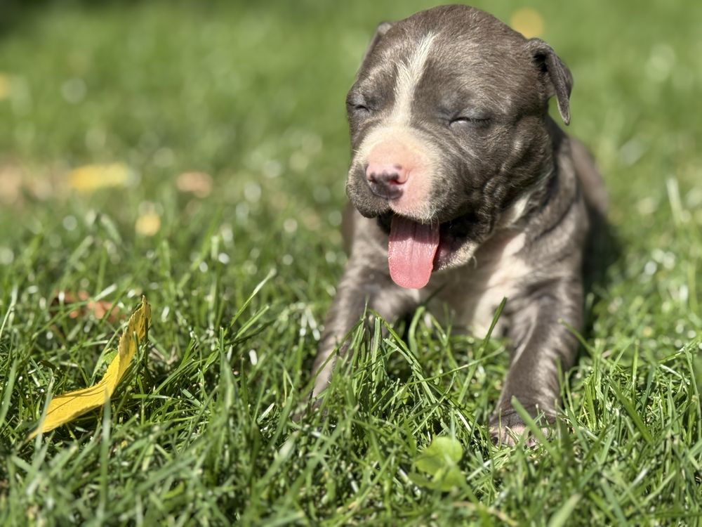 Suczka piekna blekitna amstaff nr 4