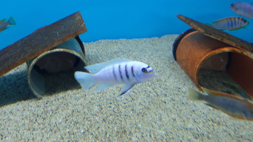 Pyszczaki Cynotilapia sp. Hara Gallireya Reef Tanganika Malawi